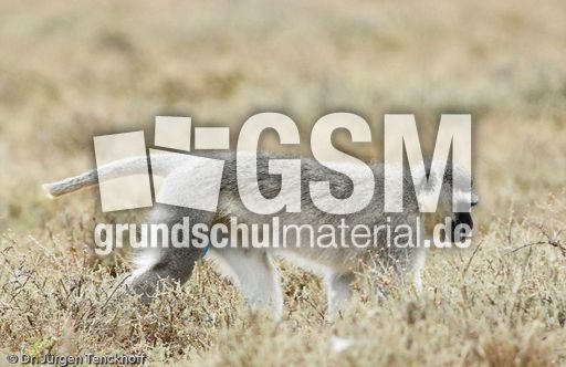 Grüne Meerkatzen (37 von 67).jpg